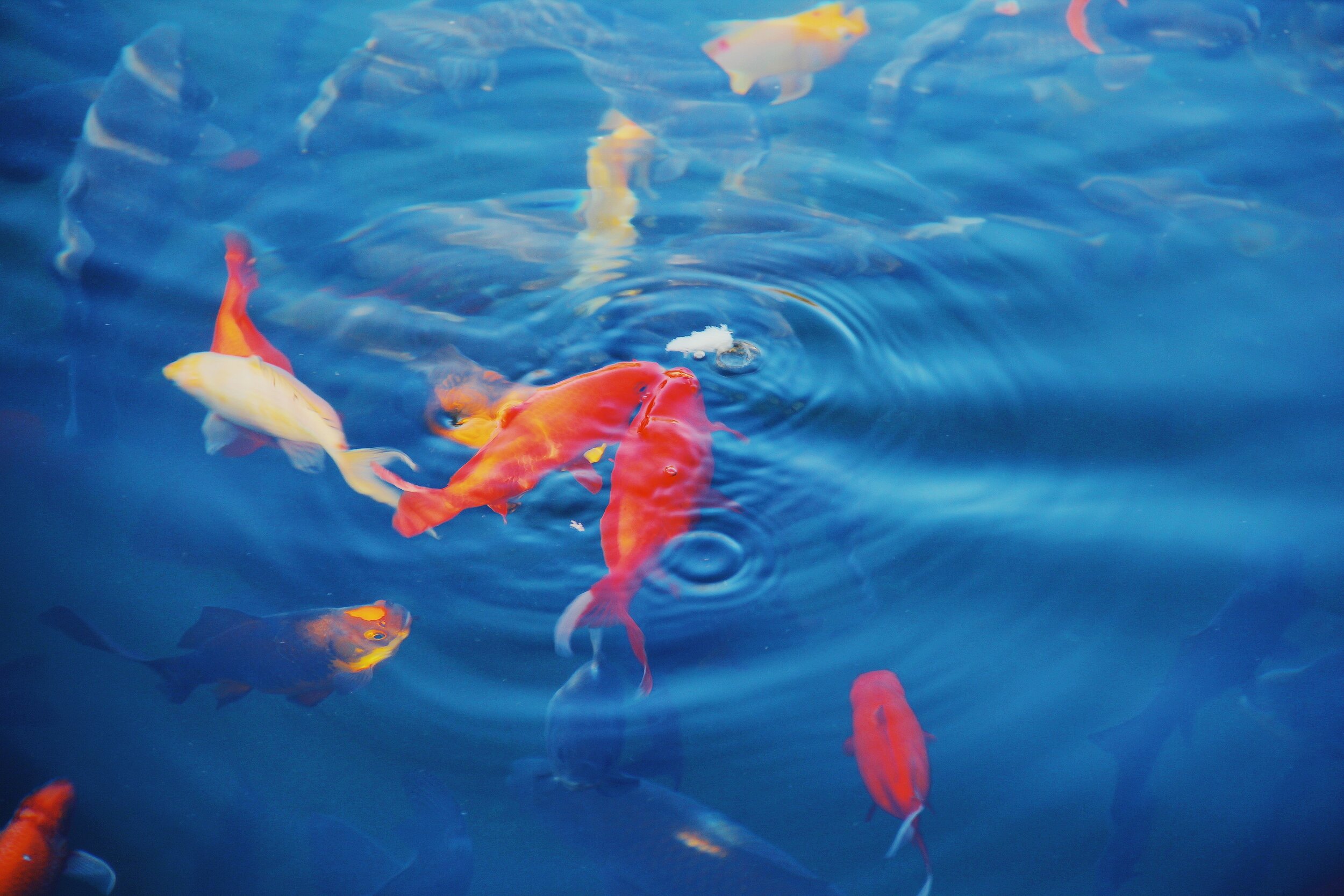 К чему снится большая плавающая рыба. Золотые рыбки в голубой воде. Рыба плавает. Рыбы кои в голубой воде. Оранжевые и синие рыбы в воде красивые.