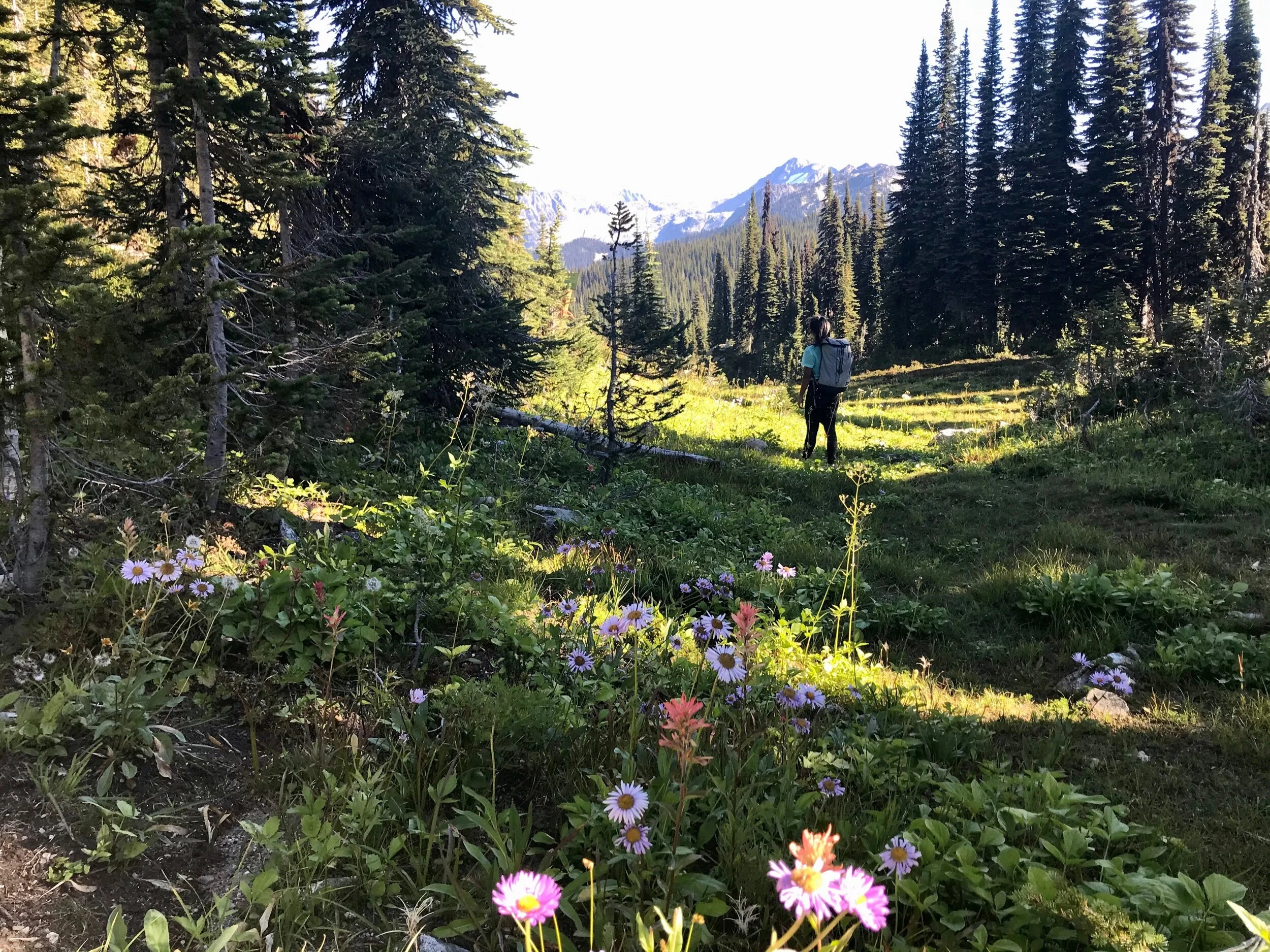 Mount Revelstoke National Park