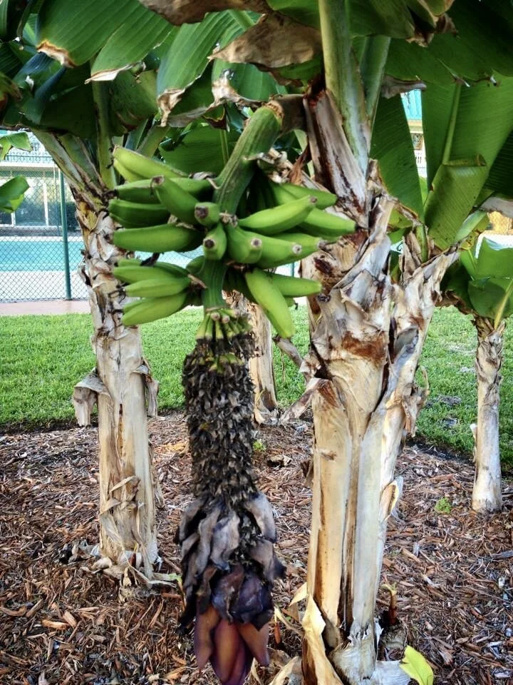 Guide to Travel Cocoa Beach, Florida — Exploratory Glory Travel Blog