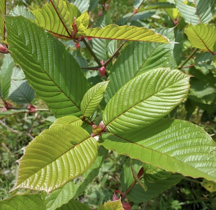 What to Consider When Travelling With Kratom