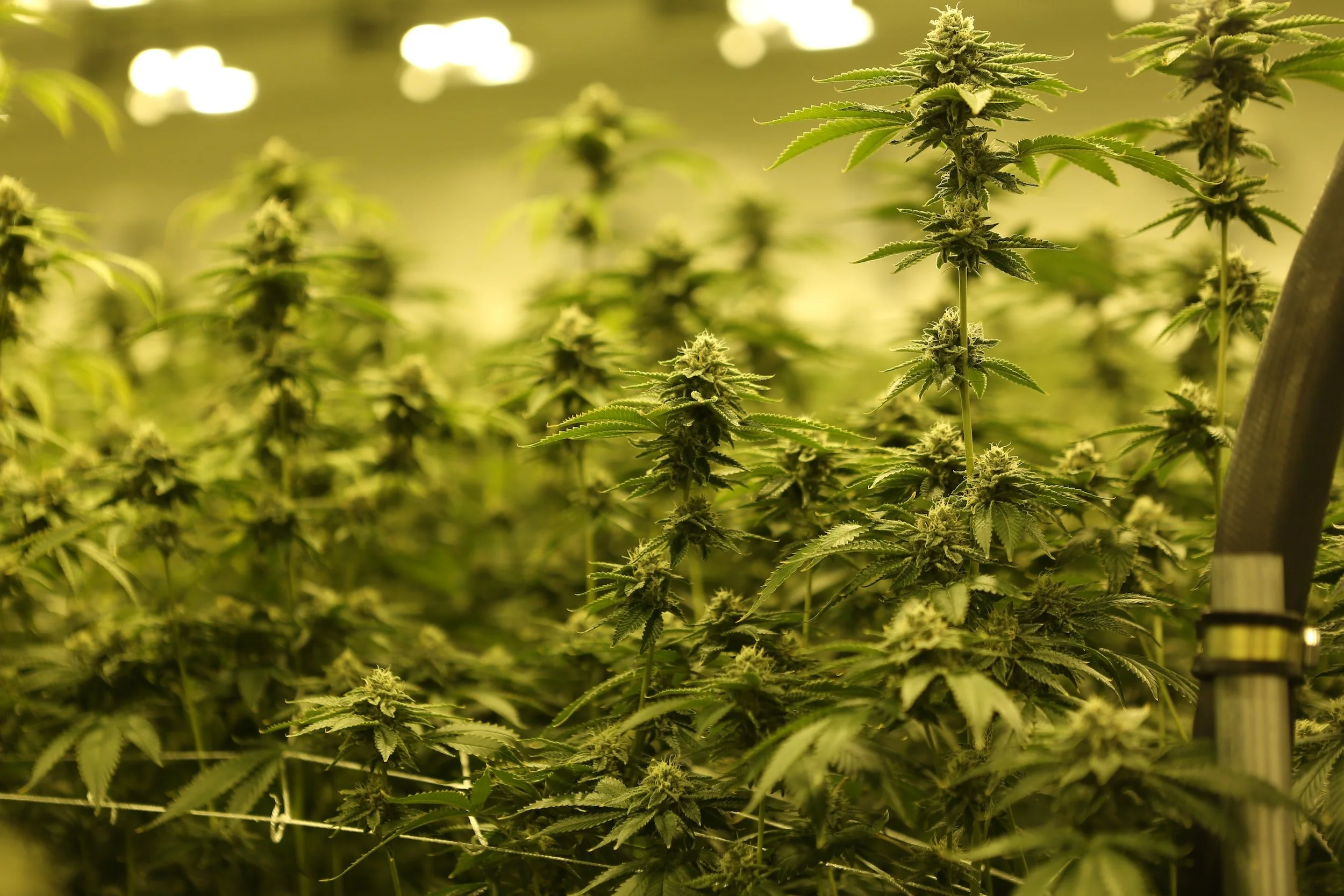 The Effects of Cannabis Overwatering