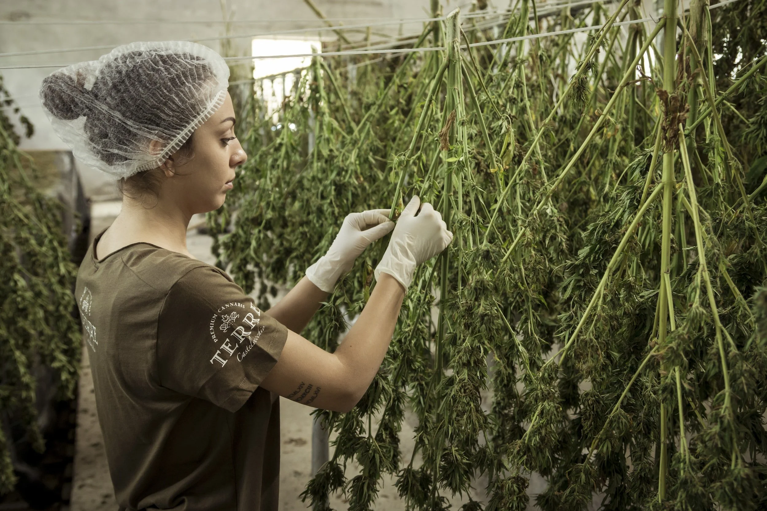 Is It Hard to Get a Medical Marijuana Card? Here’s What to Know