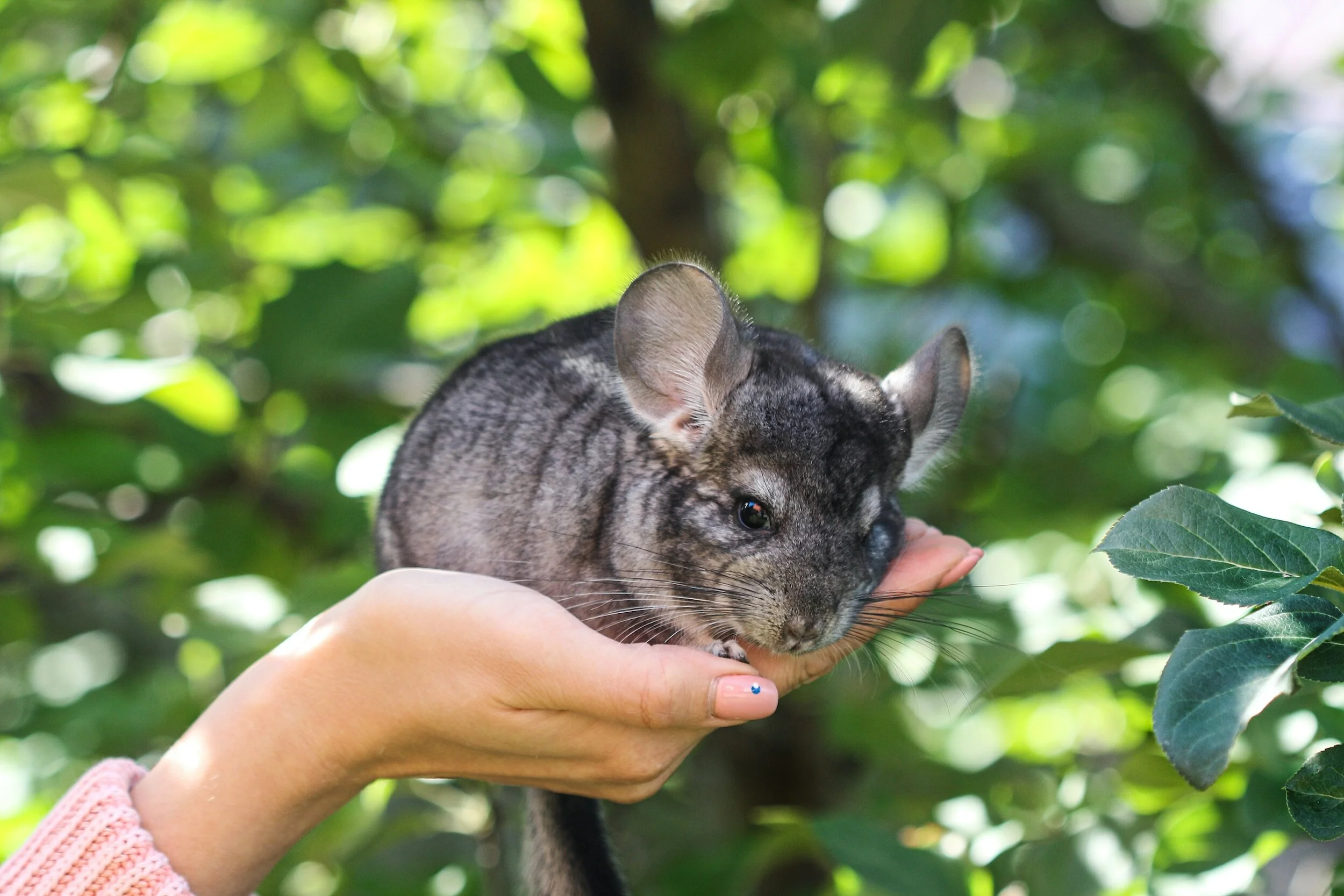 chinchilla