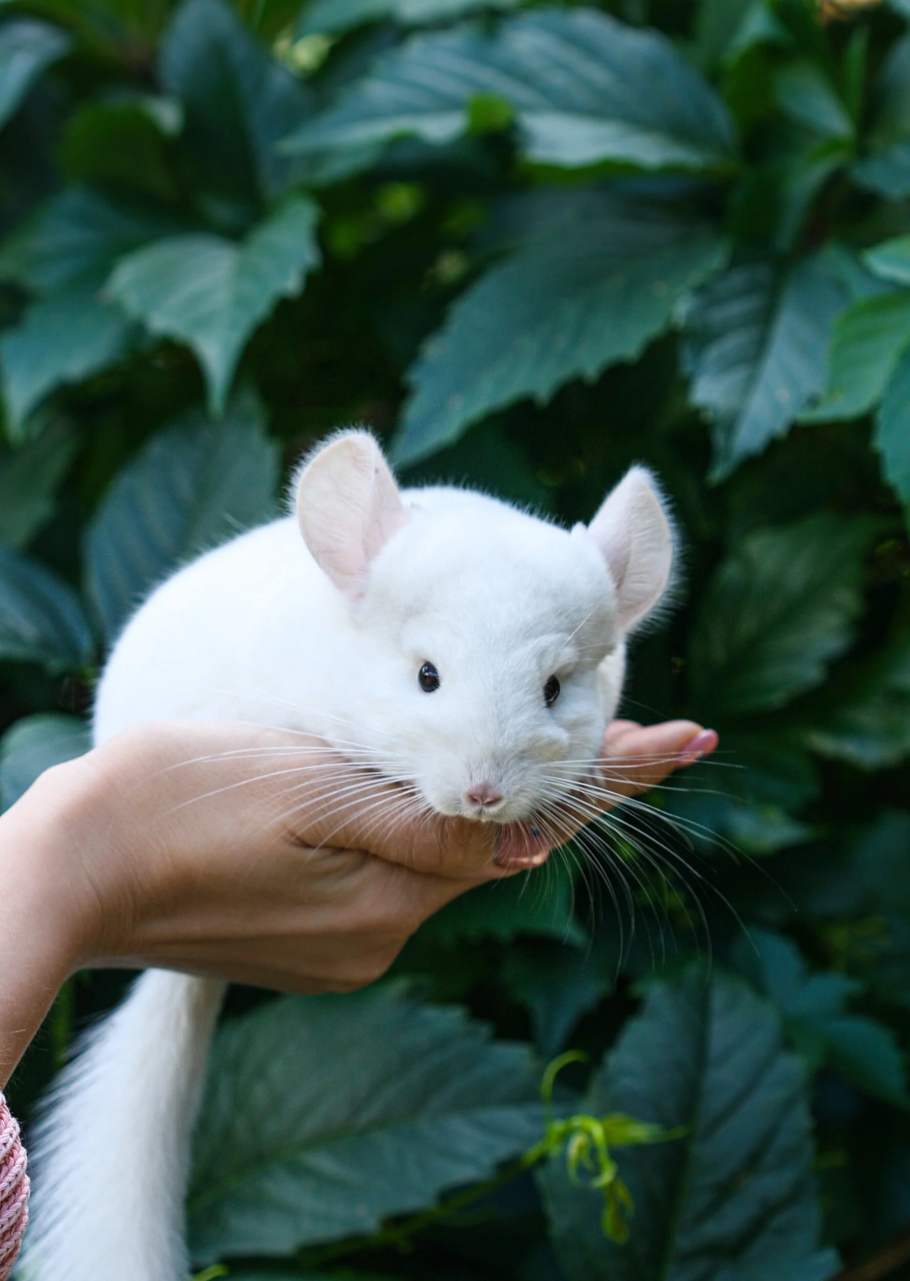 chinchilla