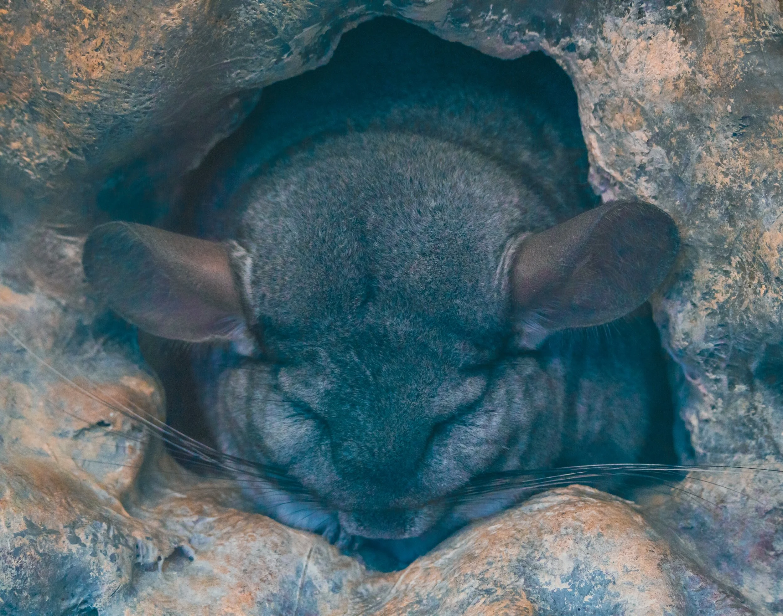 chinchilla