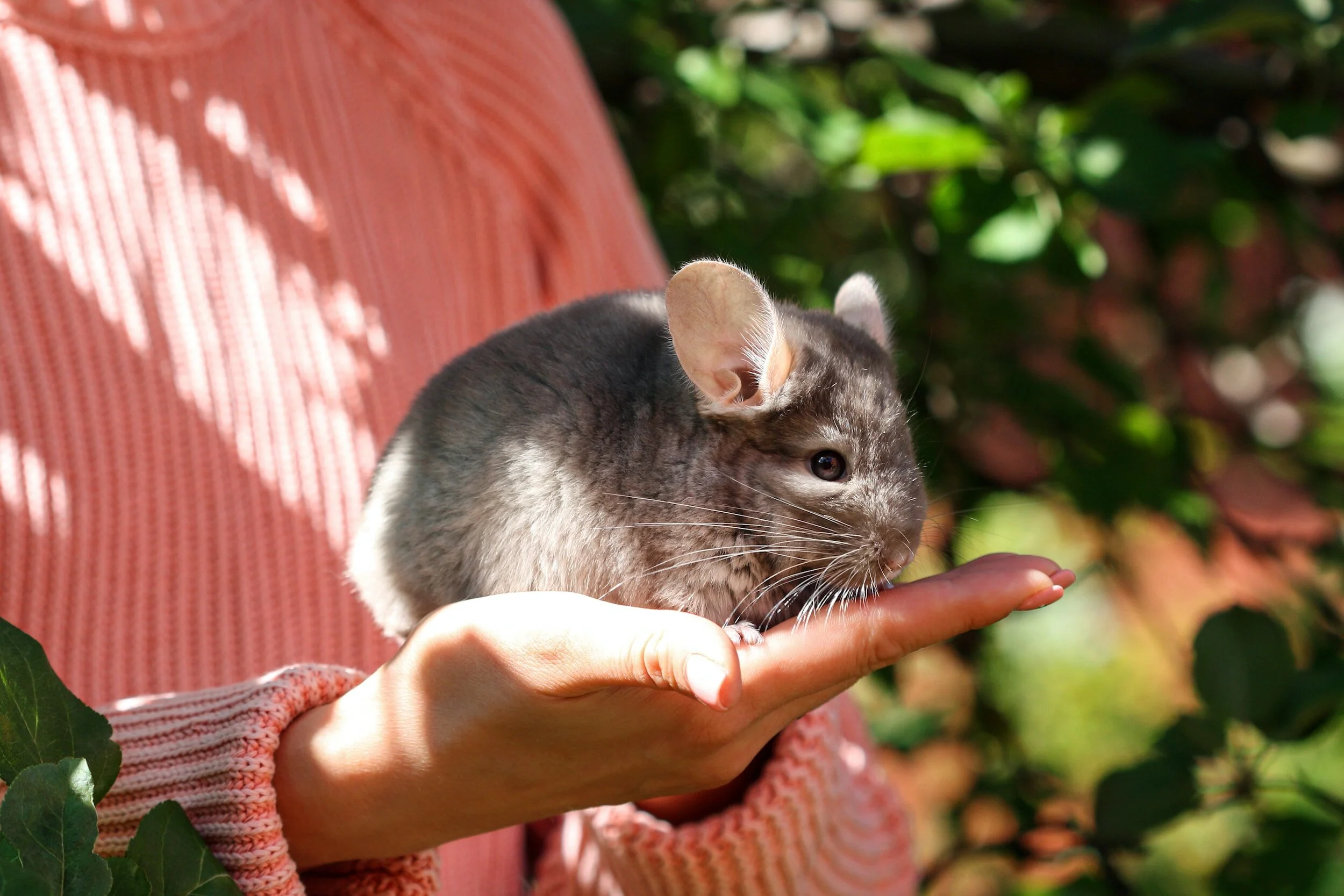 chinchilla