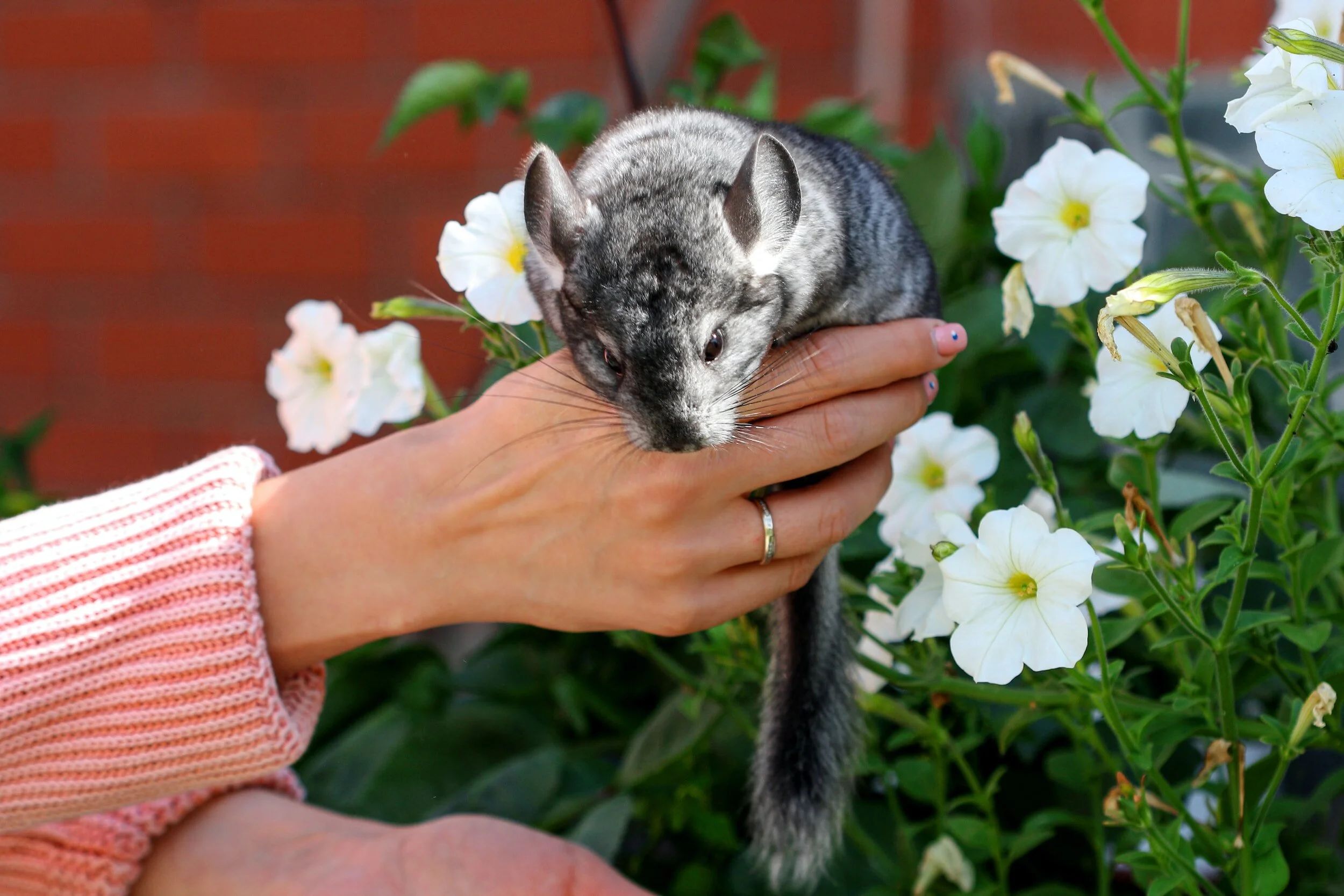 chinchilla