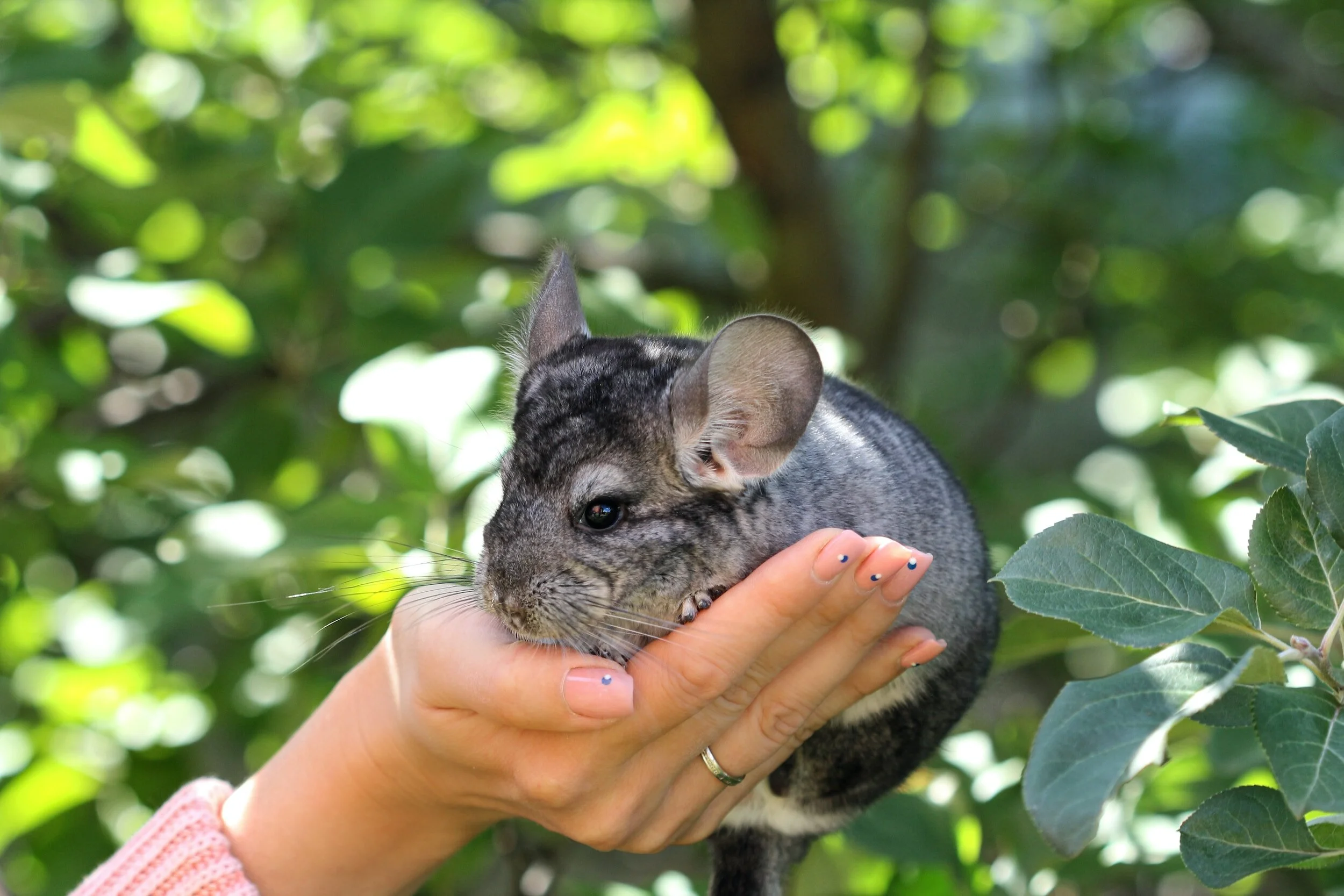 How Long Do Chinchillas Live As Pets