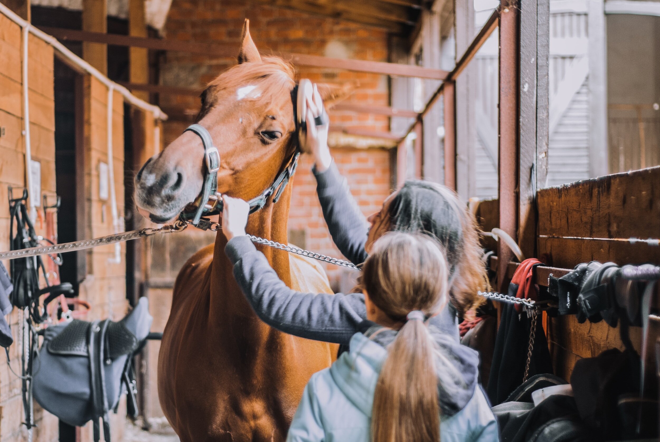 The Benefits of Grooming Your Pet Horse Regularly