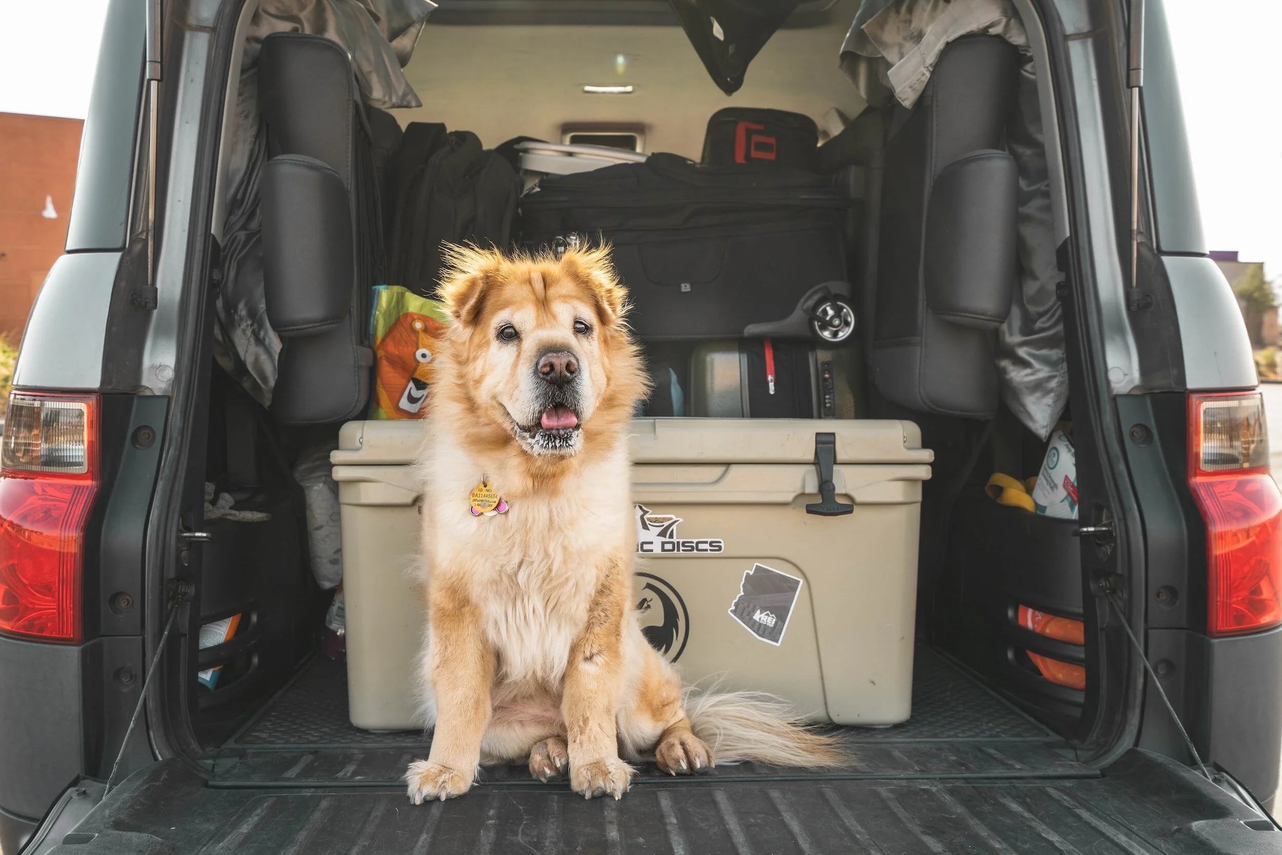 Going on a Car Trip with Your Dog? Don’t Forget to Prepare These 4 Things