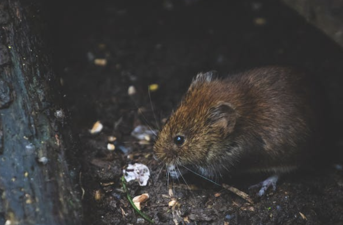Pest Problems at Home: 6 Practical Tips for Every Household