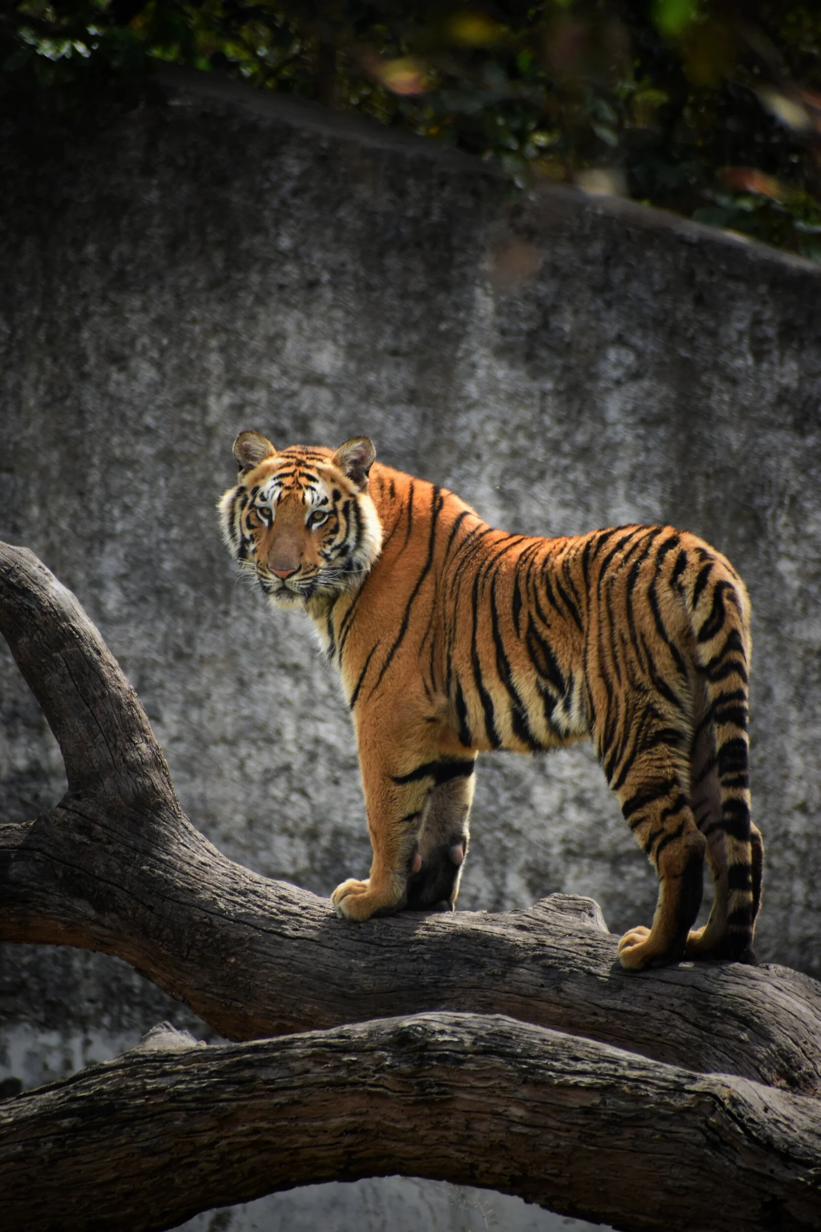 Exploring the Wilderness: Unveiling the Best Tiger Safaris in India