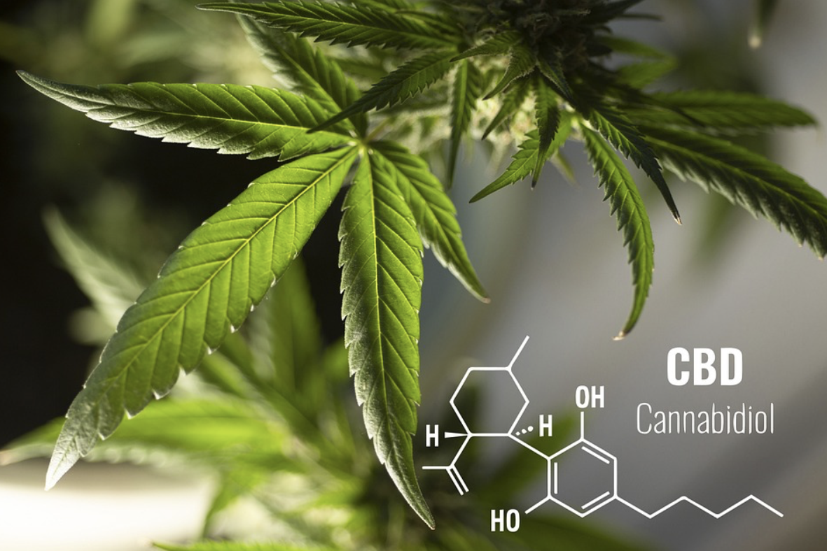 Choosing the Best Autoflowering Seeds for Your Indoor and Outdoor Grow