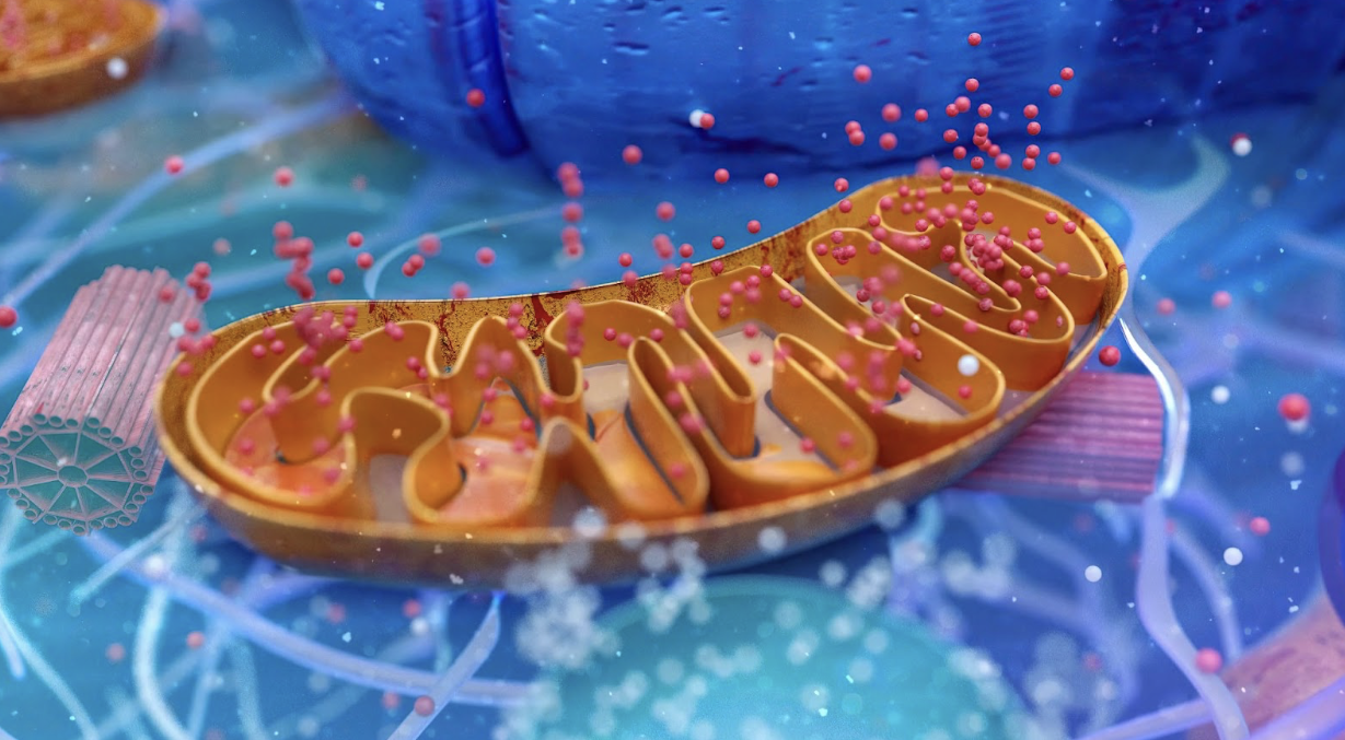 Fueling Life's Engine: Unlocking the Power of Cellular Energy – ATP in Action