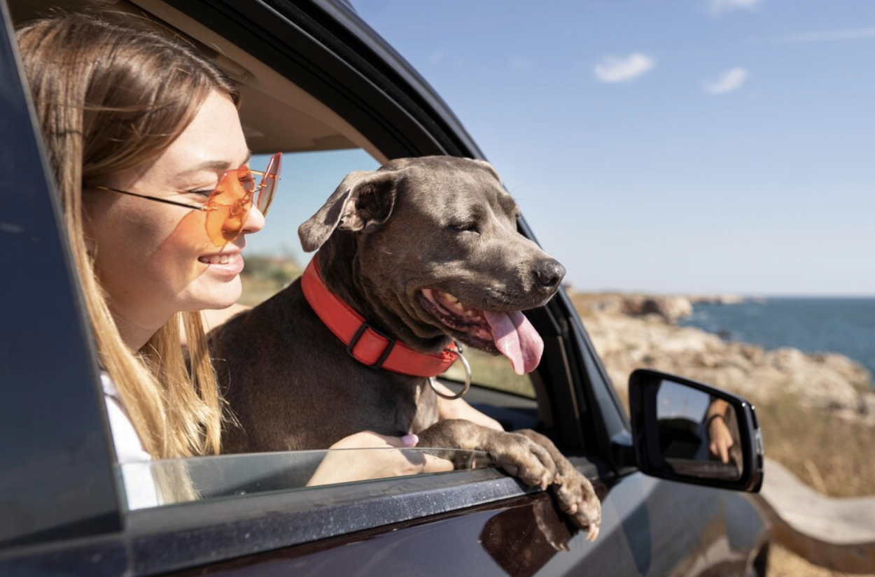 The Ultimate Guide to Traveling with Your Pet: Destinations &amp; Organization