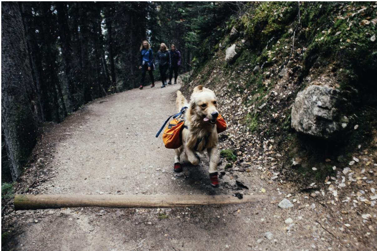 The Ultimate Guide to Pet Travel Gear and Gadgets