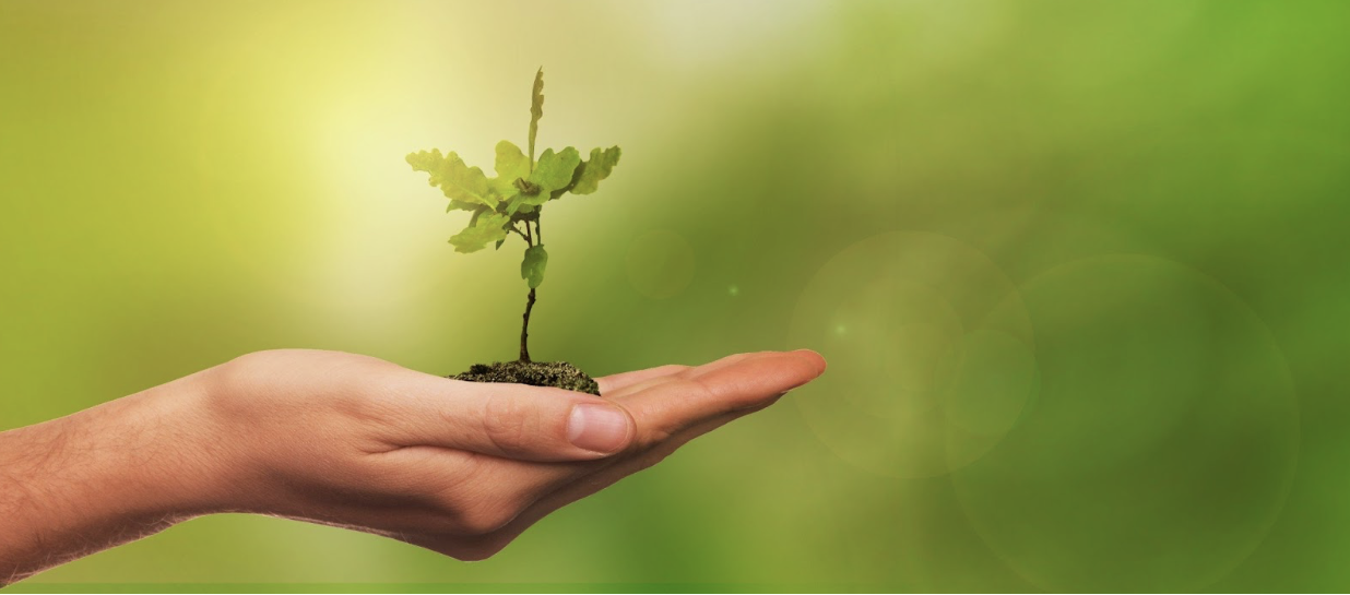 The Top 7 Tree Care Mistakes Homeowners Should Avoid