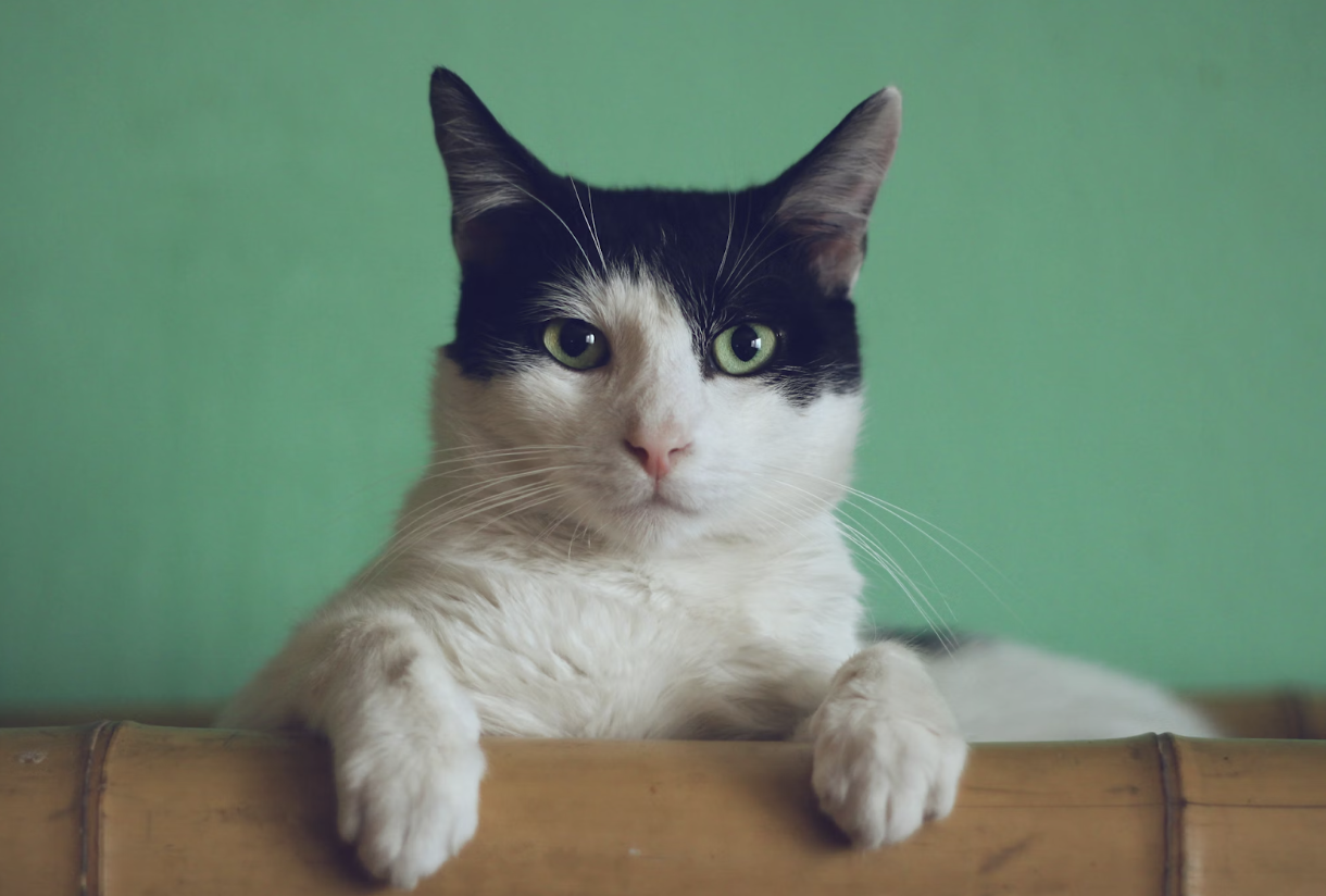 The Ultimate Guide to Keeping Your Cat Healthy on the Road