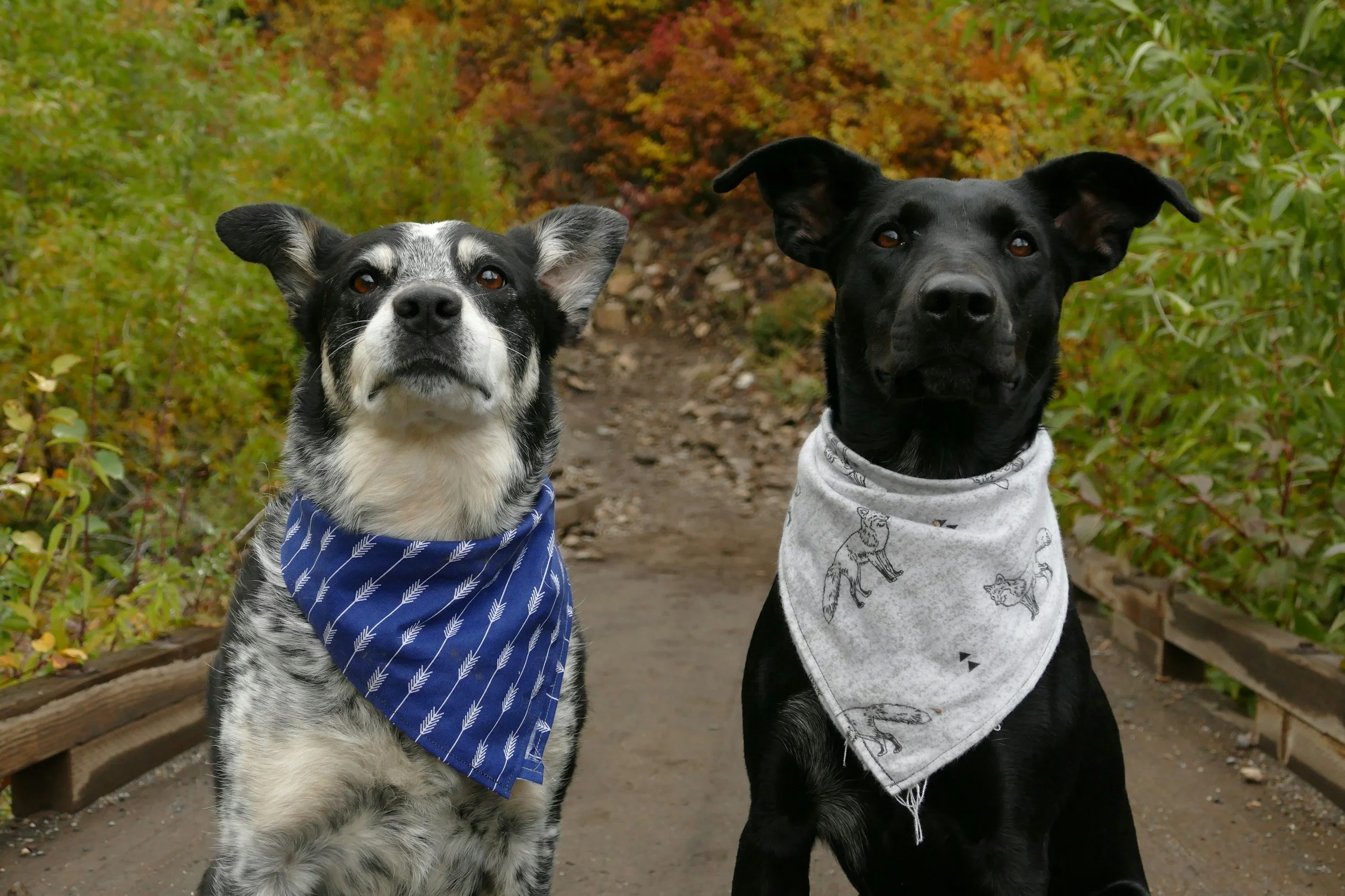 Why Your Pup Needs a Personalized Dog Bandana