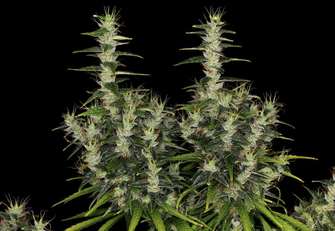Unleash Your Green Thumb and Passion for Cannabis: Barney's Farm Enters the US Market
