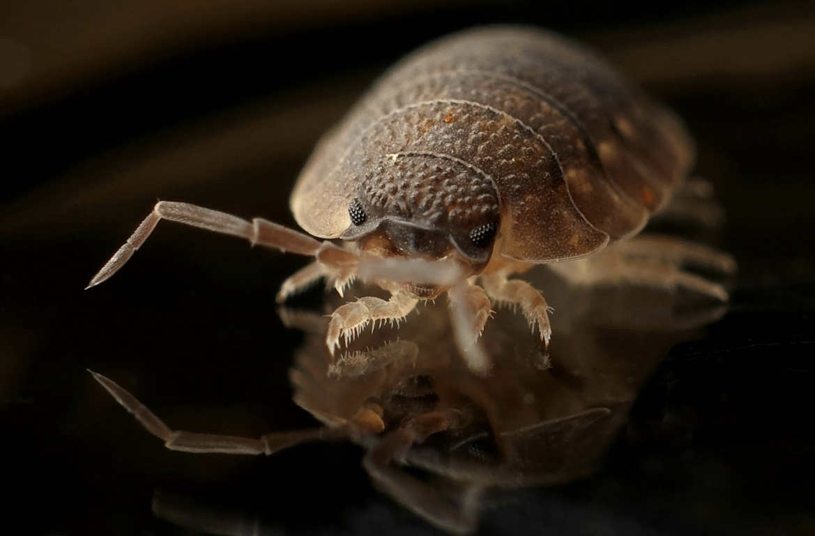 Tips for Keeping Pests Out of Your Home and Away From Your Pets