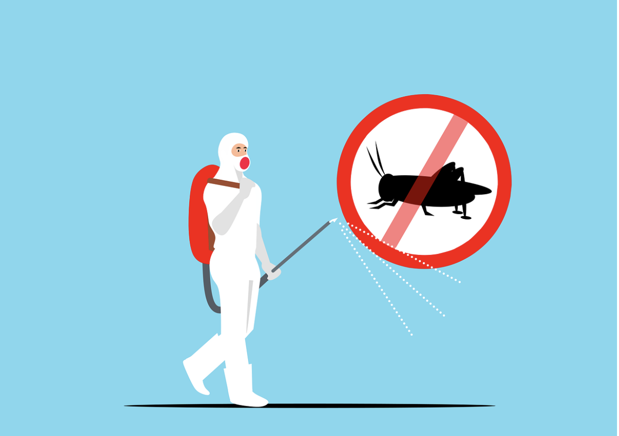 What Not to Do When Dealing with Pest Problems