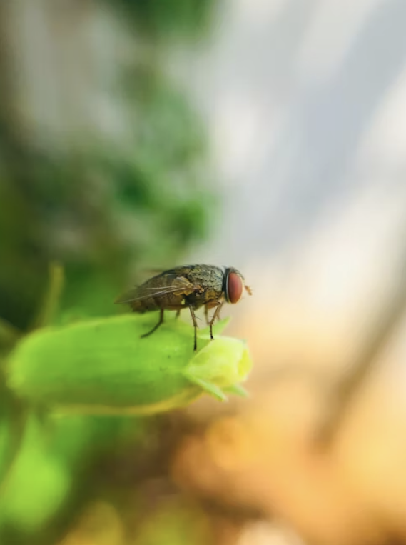 Battle of the Bugs: 6 Expert Tips for Dealing with Home Pests