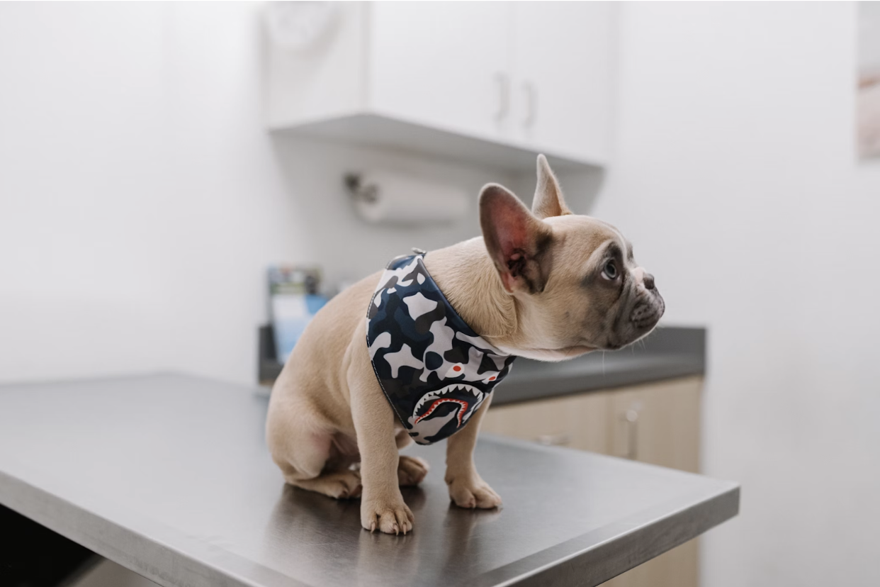 Why Are Vitamins Essential for Your Pet's Vacation Wellness?