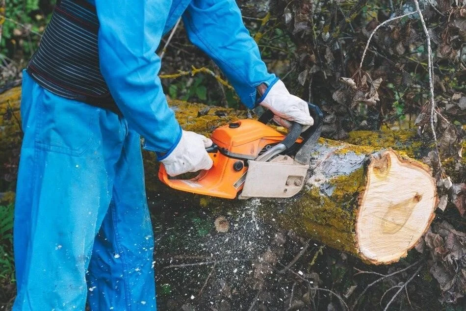How To Find A Good Tree Removal Service In Burbank