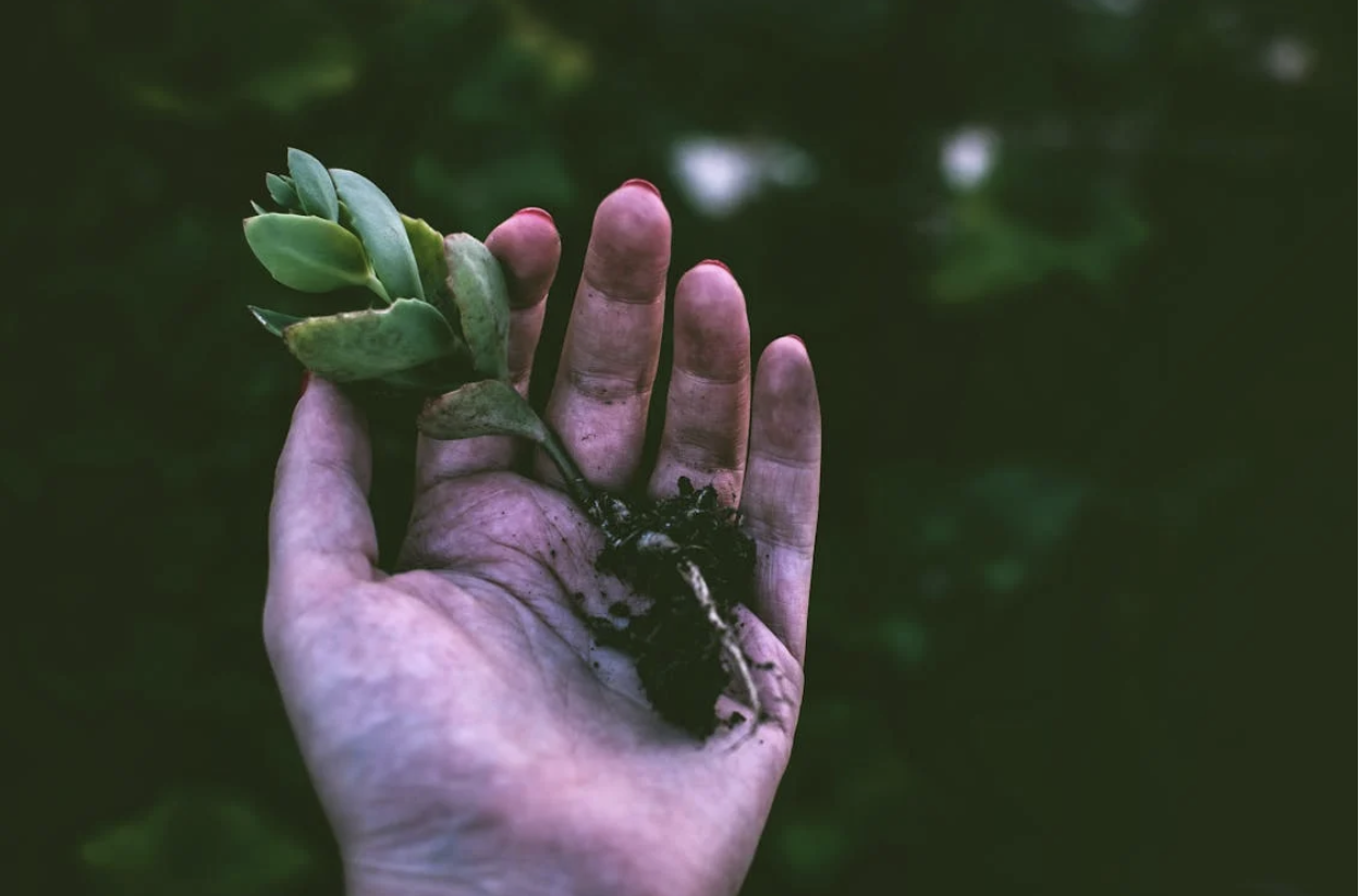Pro Gardening Tips Every Gardener Needs to Hear