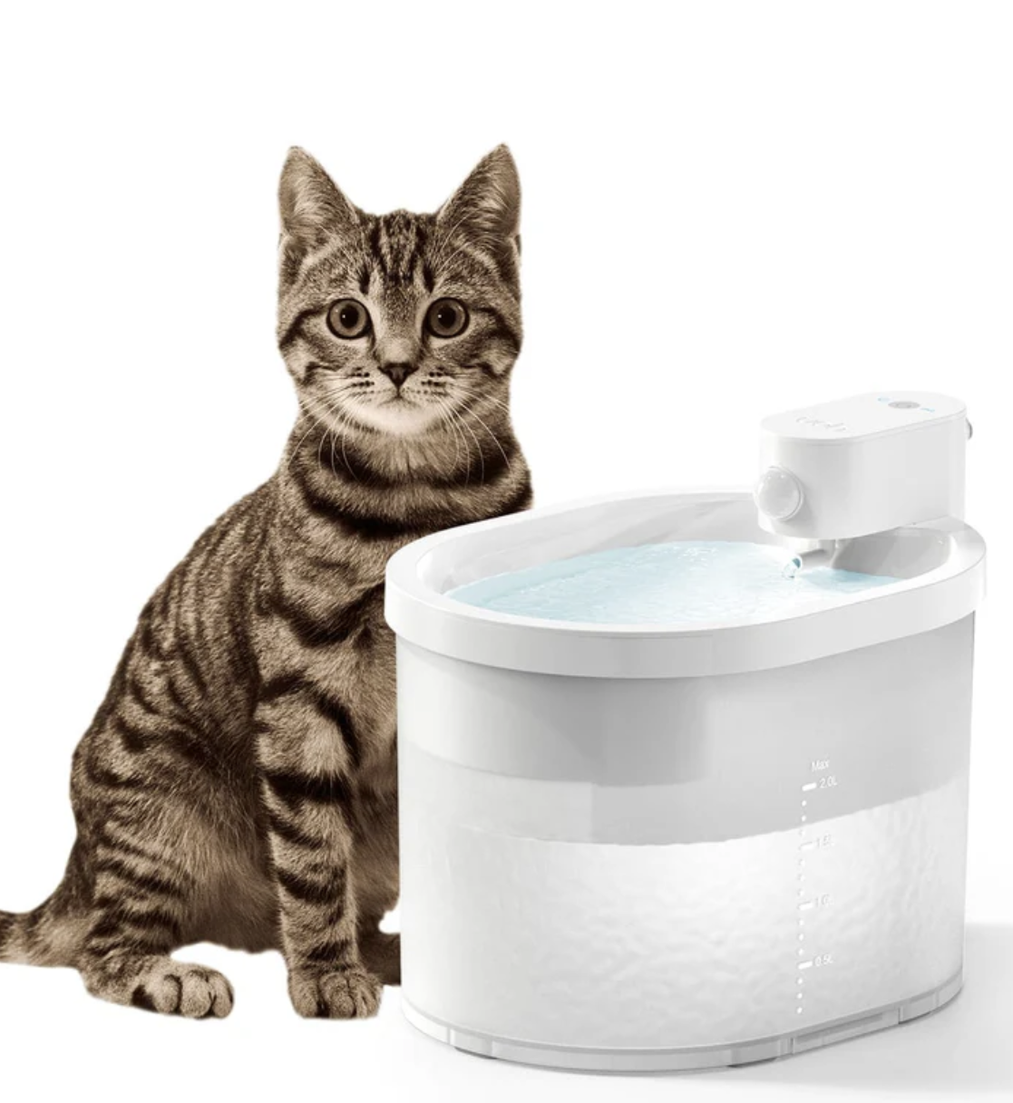 The Necessity of Cat Water Fountains: How They Improve Home Aesthetics?