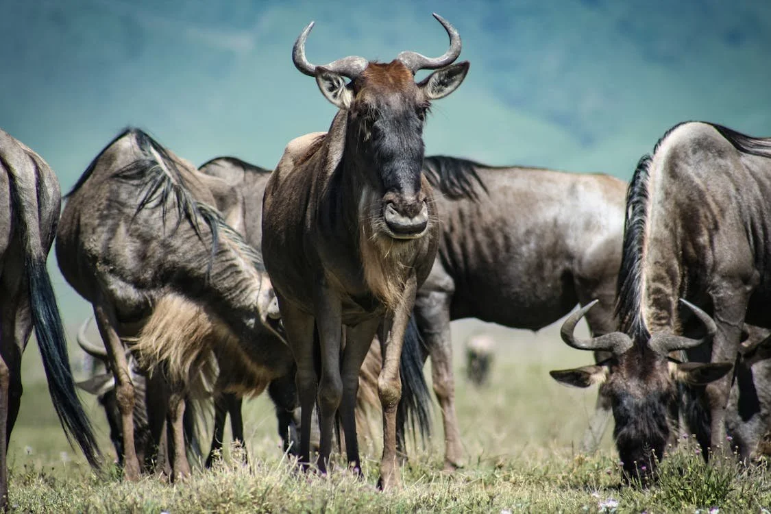 A Guide to the Great Wildebeest Migration: HerdTracker and Migration Maps Explained