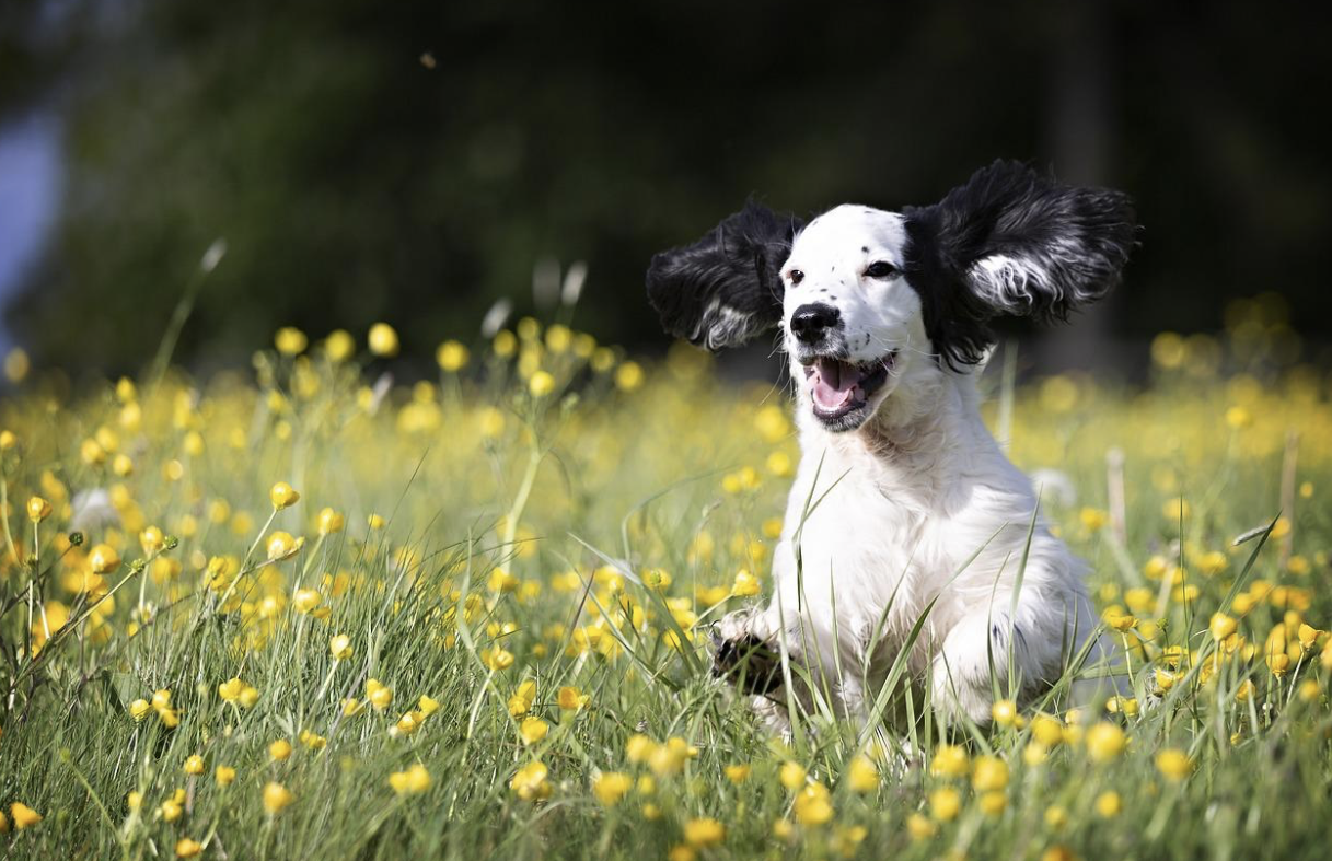 What Are the Must-Have Accessories for Small Dog Owners?