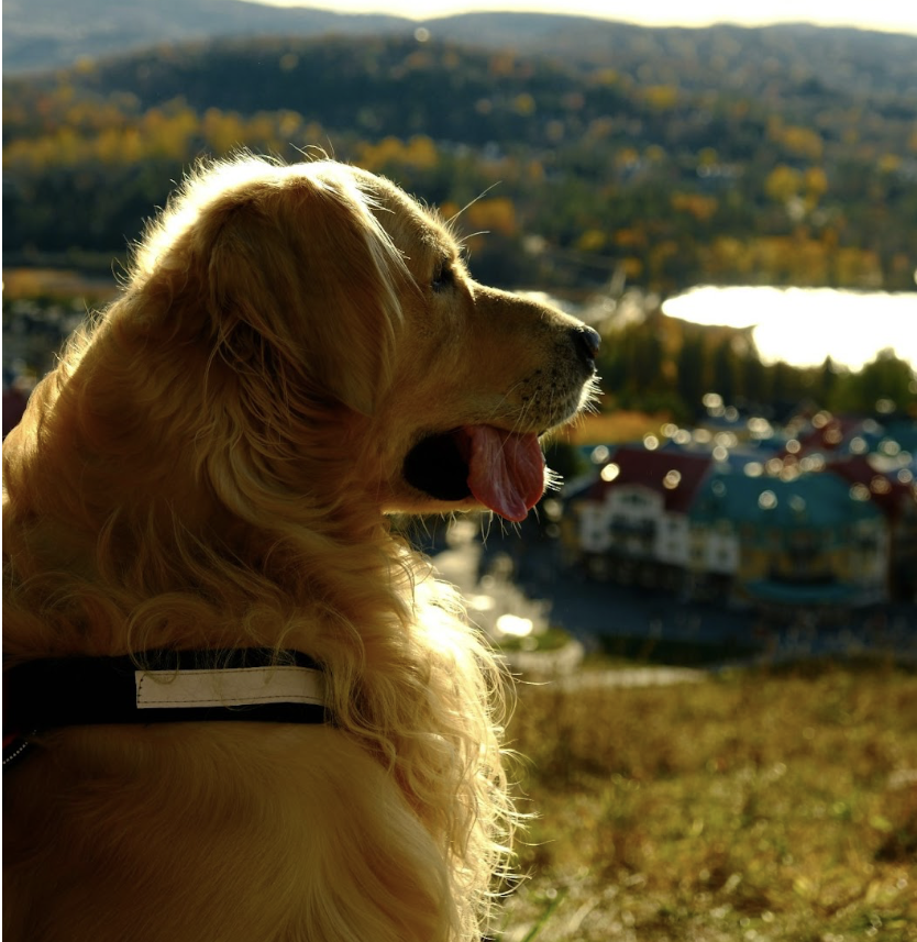 How Traveling Has Strengthened My Bond with My Pet