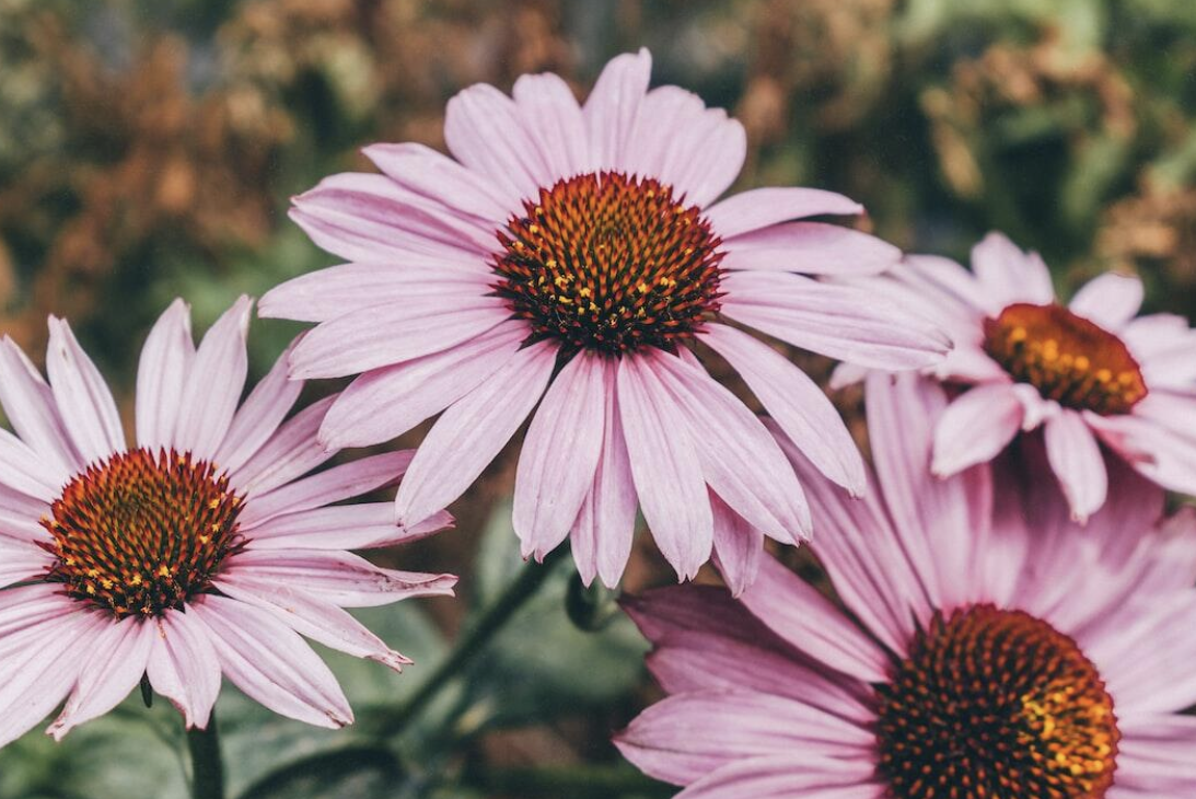 Discovering the Diversity of Aster Purple: Types, Colors, and Use