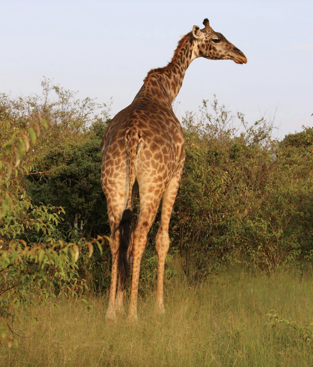 Best Kenyan Safaris for Seniors
