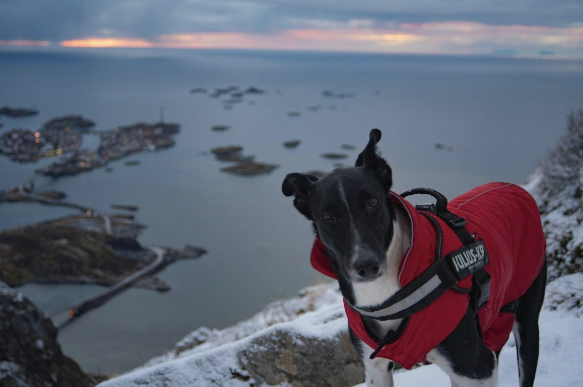 Dog Travel Essentials: What to Pack for a Smooth Trip