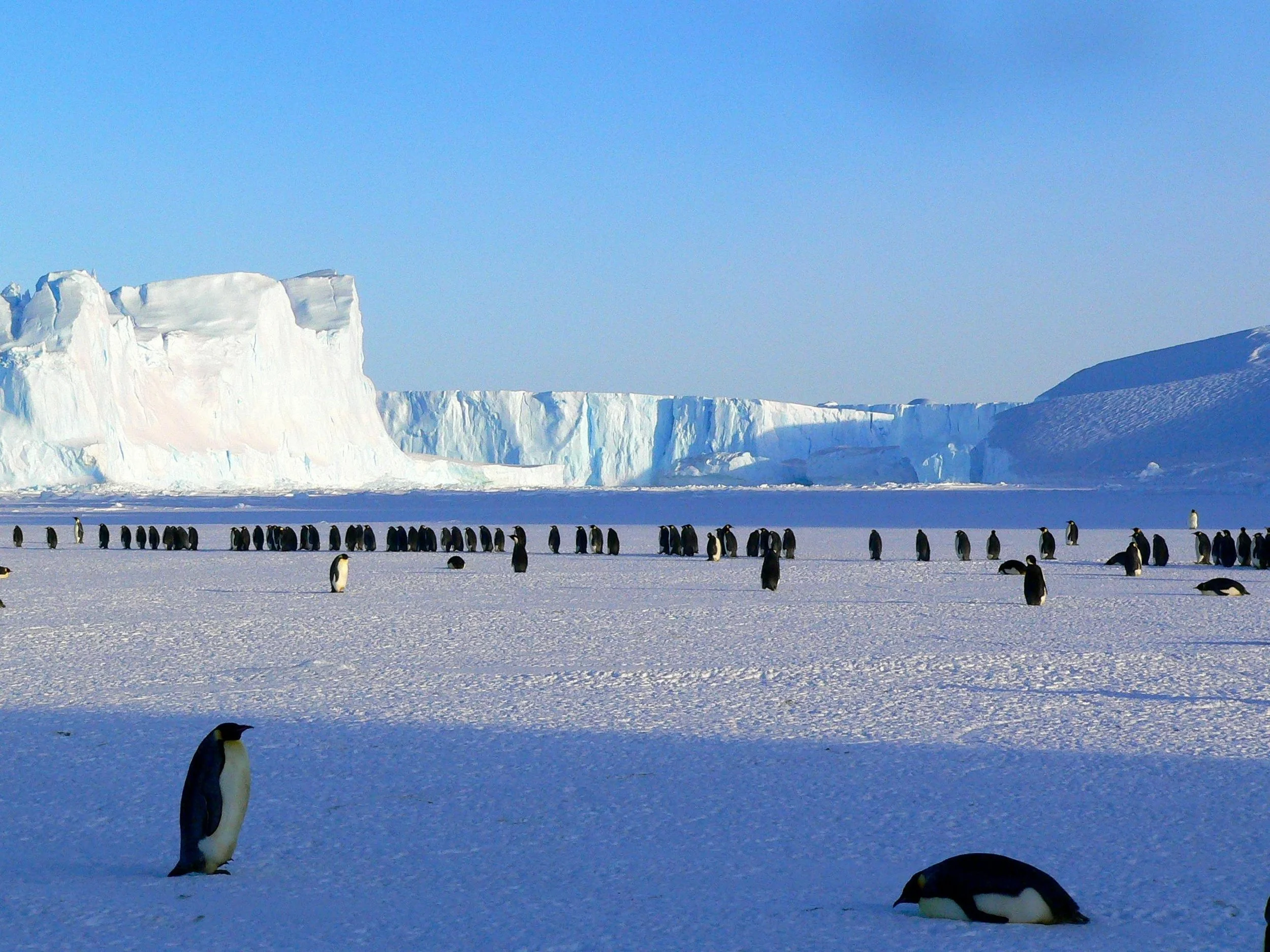 Cruising in Antarctica: An Unforgettable Adventure