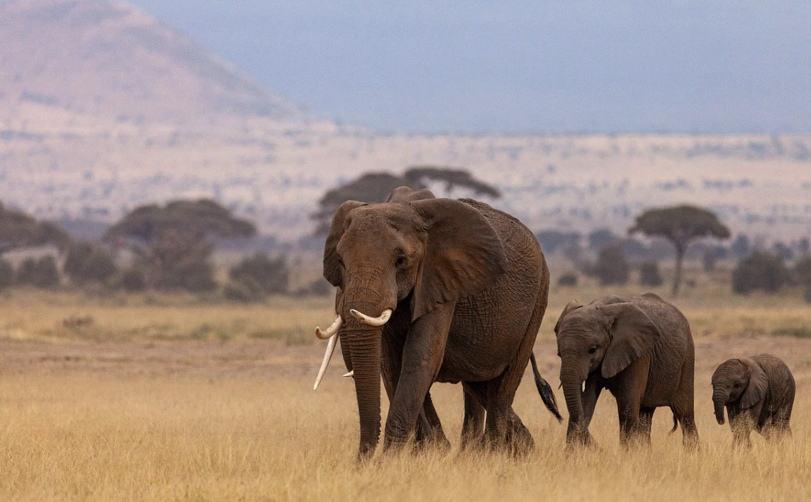 How to Budget for Your African Adventure: Smart Travel Tips