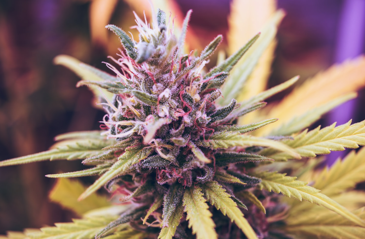 The Dos and Don’ts of Taking Cannabis Products on Your Travels