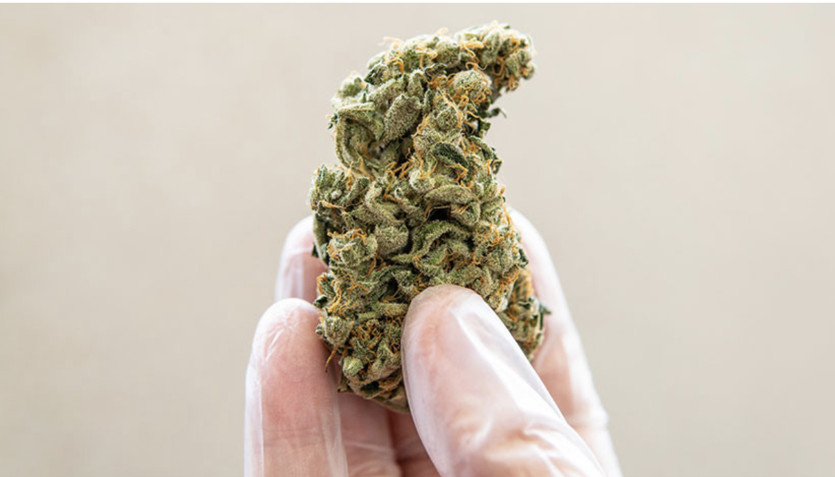 8 Reasons to Use a THCa Flower