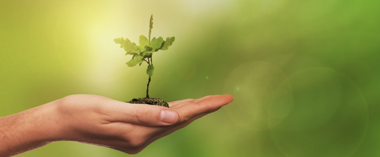 Taking Proper Care of Trees: 6 Items You Will Need