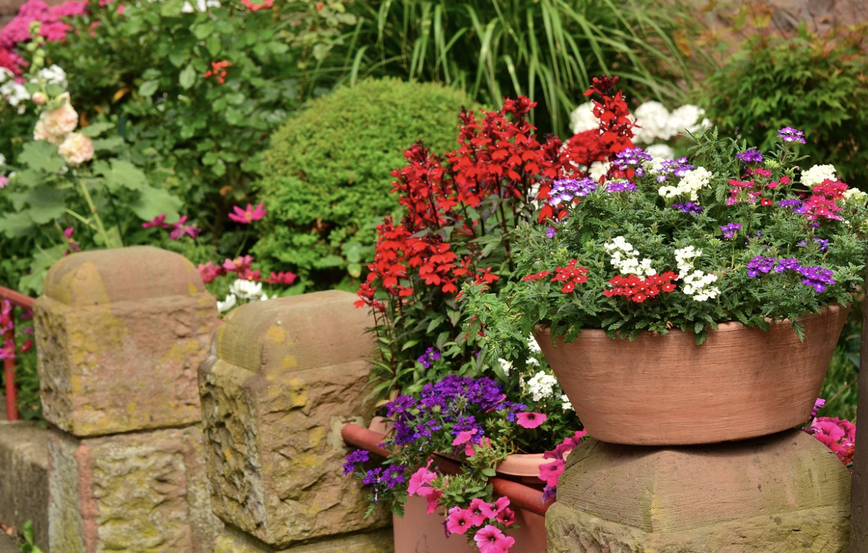 7 Plants You Should Be Adding to Your Garden for a Pop of Colour