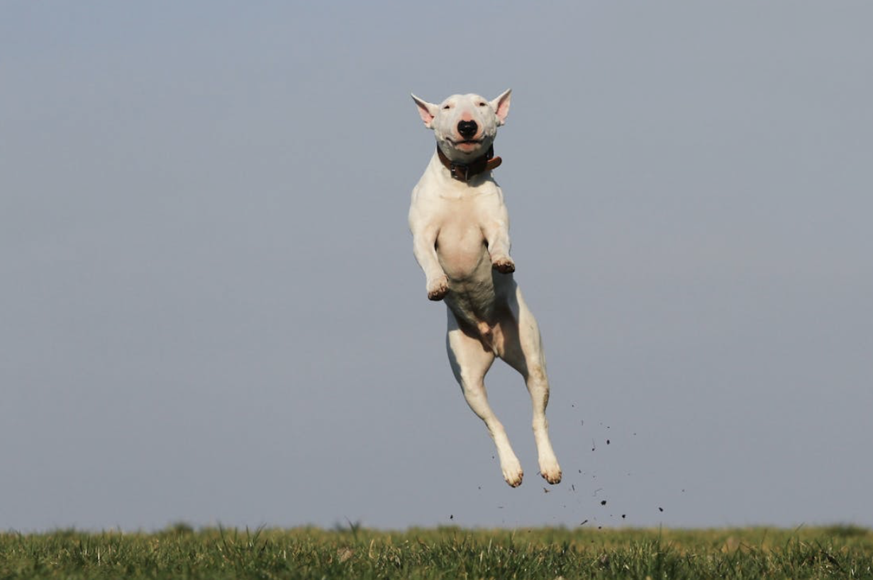 Exploring Natural Remedies for Pet Health Enthusiasts