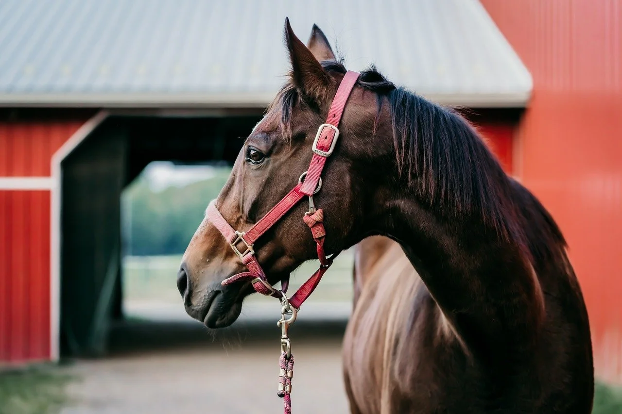 Revolutionizing Equine Reproduction Through ICSI Horse Breeding
