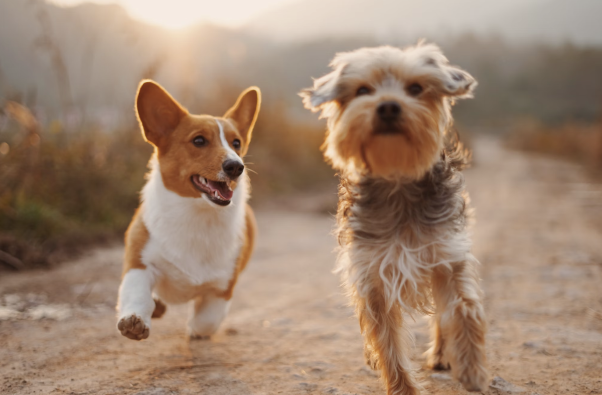 How to Choose the Right Dog Food for Your Pet
