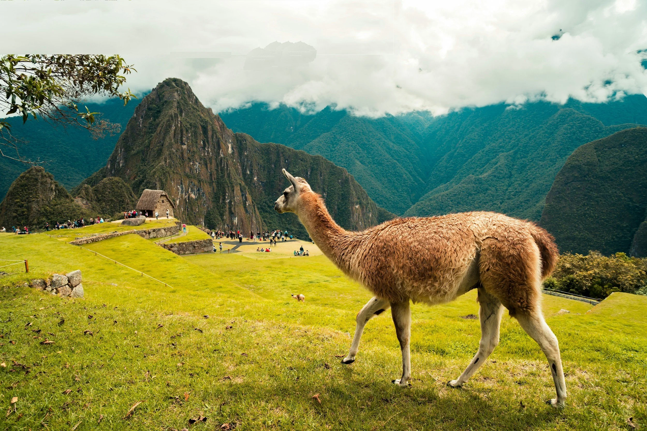 a lam walking around at machu pichu