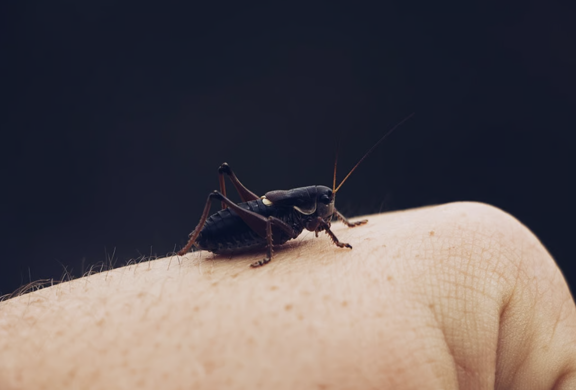Say Goodbye to Fleas: Easy Home Remedies That Actually Work
