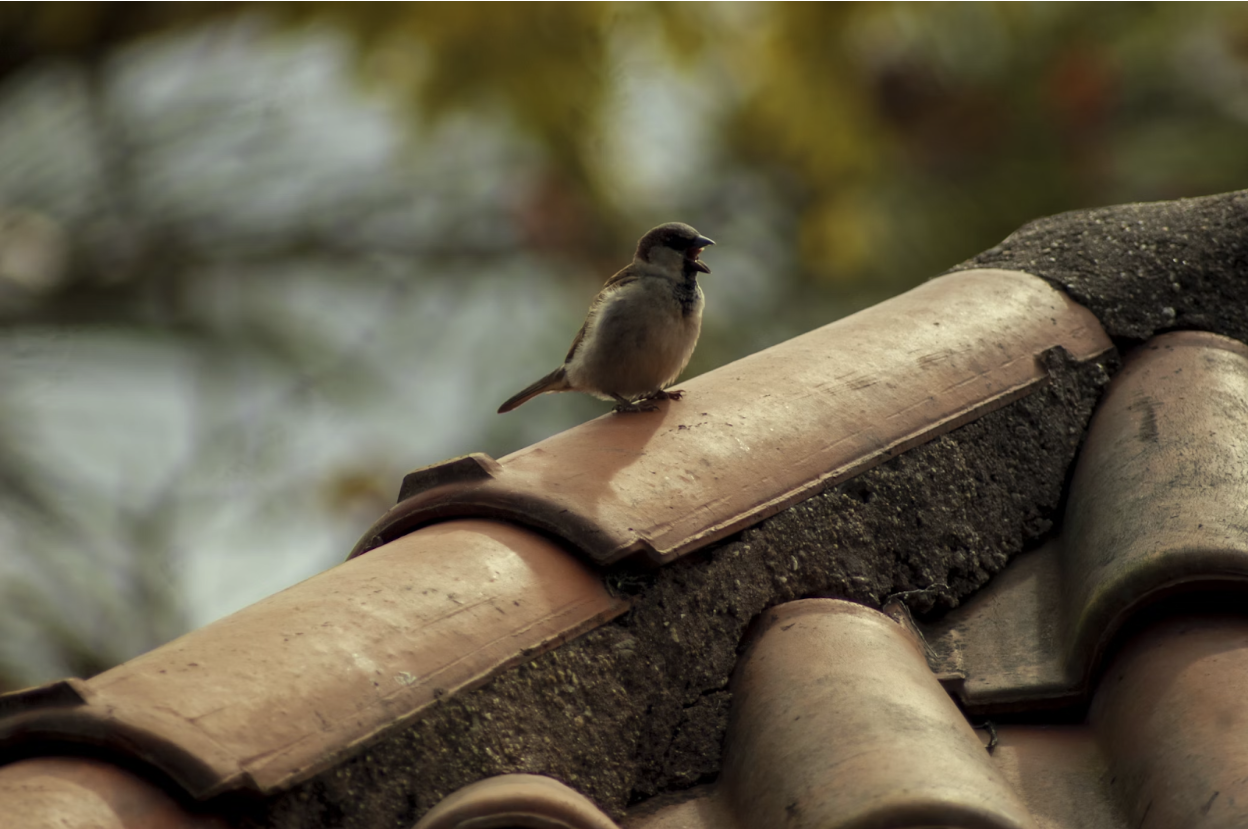 The Ultimate Guide: 6 Tips for a Leak-Free Roof
