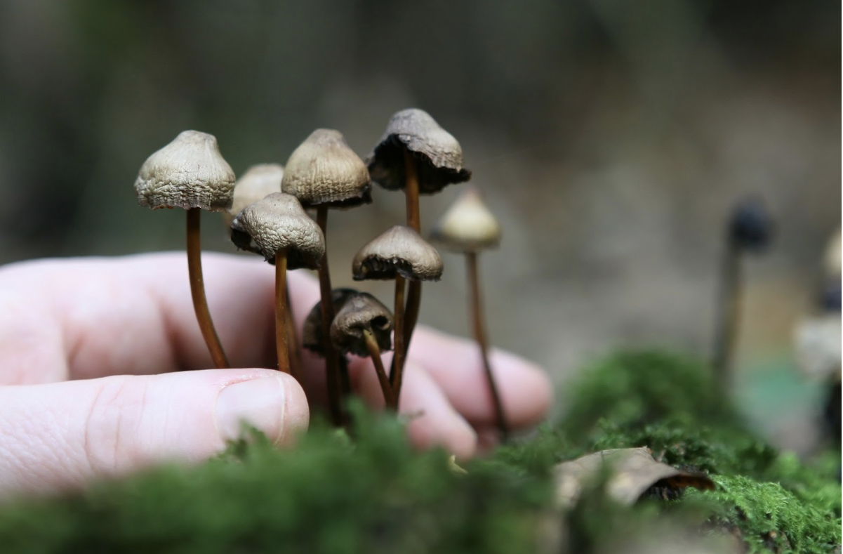 Magic Mushroom 101: What You Need to Know Before Your First Trip